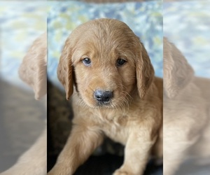 Golden Retriever Puppy for Sale in MOUNTAIN VIEW, Arkansas USA