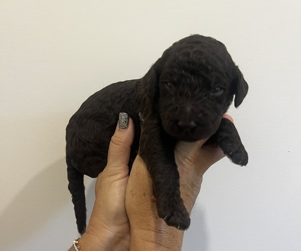 Medium Photo #1 Double Doodle Puppy For Sale in ANDERSON, SC, USA