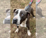 Small Photo #2 American Staffordshire Terrier-Unknown Mix Puppy For Sale in Decatur, GA, USA