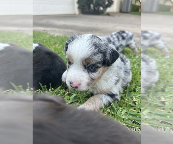 Medium Photo #1 Miniature Australian Shepherd Puppy For Sale in NORTH RICHLAND HILLS, TX, USA