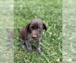 Puppy Female 1 pics German Shorthaired Pointer