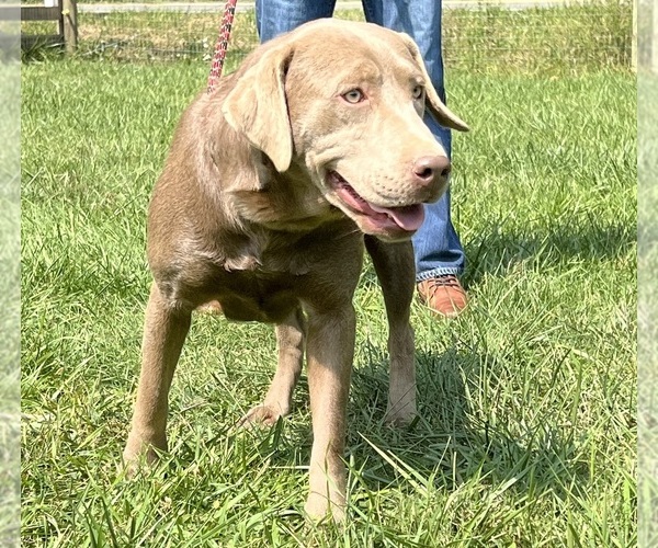 Medium Photo #1 Labrador Retriever Puppy For Sale in NEOLA, WV, USA