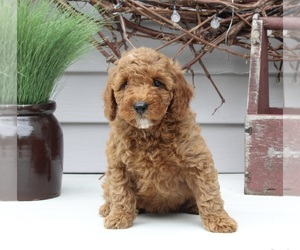 Goldendoodle (Miniature) Puppy for sale in SUGARCREEK, OH, USA