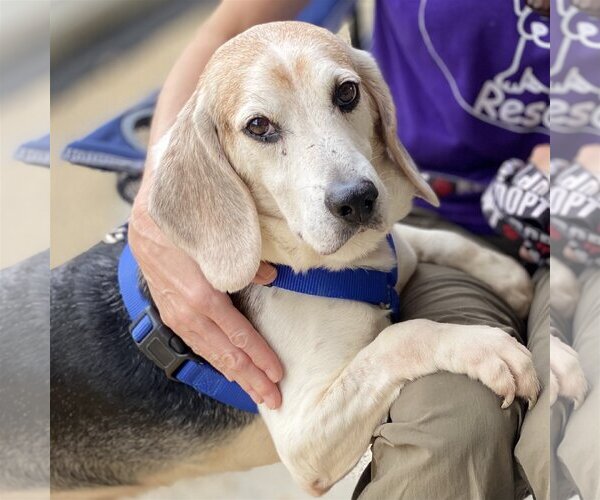 Medium Photo #1 Beagle-Unknown Mix Puppy For Sale in Fairfax, VA, USA
