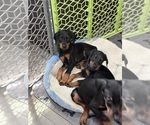 Small #25 Doberman Pinscher