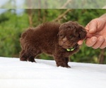 Small #8 ShihPoo