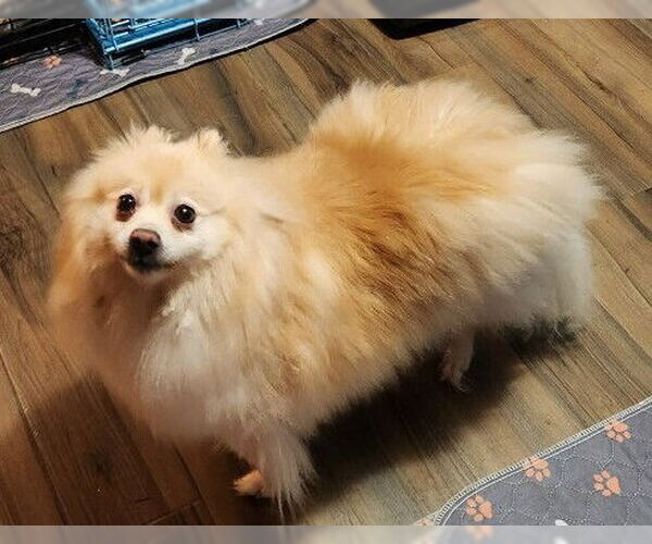 Medium Photo #4 Pomeranian Puppy For Sale in Lebanon, PA, USA