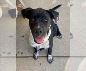 Labrador Retriever Dogs for adoption in Tulsa, OK, USA