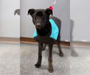 German Shepherd Dog-Unknown Mix Dogs for adoption in Batavia, NY, USA