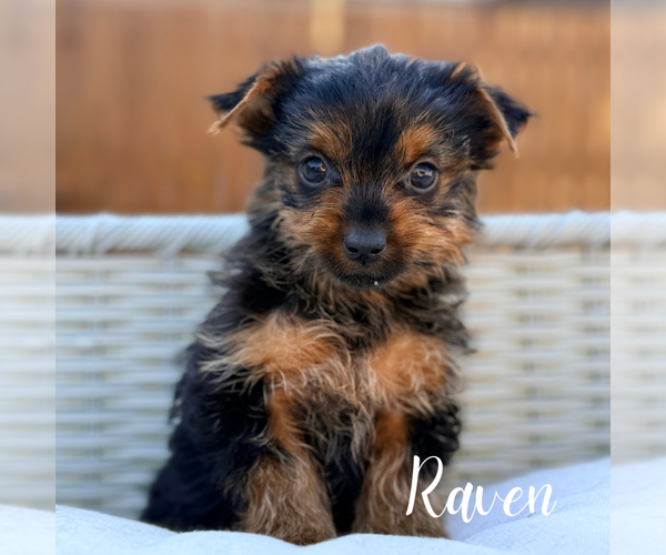 Medium Photo #10 Yorkshire Terrier Puppy For Sale in ADDISON, IL, USA