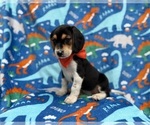 Small #6 Beagle