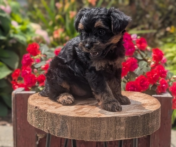 Medium Photo #33 Yorkipoo Puppy For Sale in GOSHEN, IN, USA