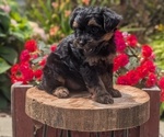 Small Photo #33 Yorkipoo Puppy For Sale in GOSHEN, IN, USA