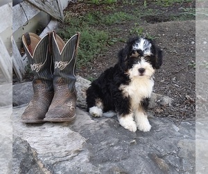 Miniature Bernedoodle Puppy for sale in FREDERICKSBURG, OH, USA