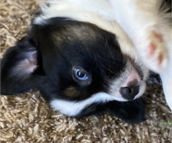 Medium Photo #5 Miniature Australian Shepherd Puppy For Sale in PLACERVILLE, CA, USA