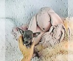 Small #7 Chihuahua