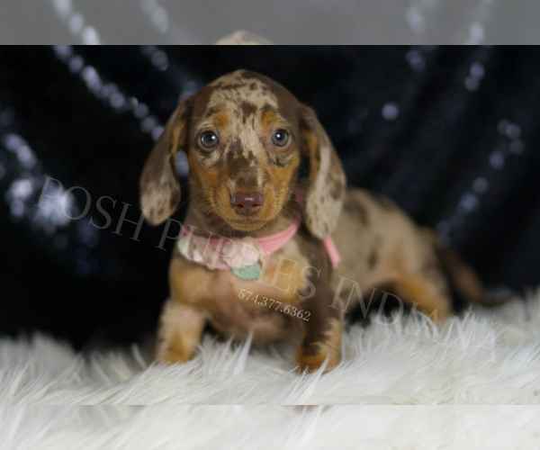 Medium Photo #3 Dachshund Puppy For Sale in WARSAW, IN, USA