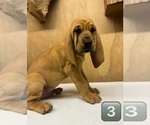 Small #12 Bloodhound