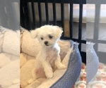 Small Photo #5 Maltese Puppy For Sale in CHANTILLY, VA, USA