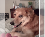 Small #2 Golden Retriever Mix