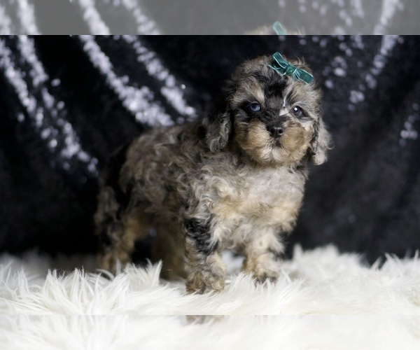 Medium Photo #85 Poodle (Toy) Puppy For Sale in WARSAW, IN, USA