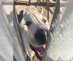 Great Pyrenees-Unknown Mix Dogs for adoption in Hamilton, MT, USA