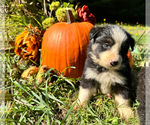 Puppy BlackWhiteTri6 Border Collie