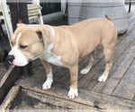 Small Photo #1 American Bully Puppy For Sale in BOONE, IA, USA