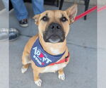 Small #1 American Pit Bull Terrier Mix
