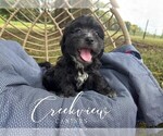 Puppy Cici Havachon