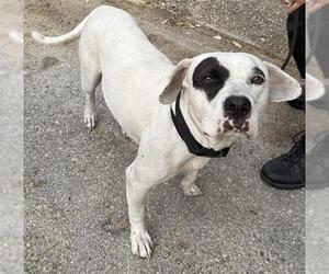 American Staffordshire Terrier-Unknown Mix Dogs for adoption in San Antonio, TX, USA