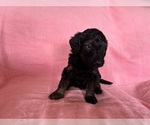 Small #3 Goldendoodle