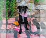 Small #5 Labrador Retriever Mix