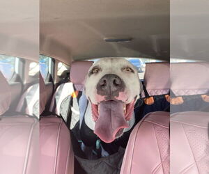 Bulldog-Staffordshire Bull Terrier Mix Dogs for adoption in Chandler, AZ, USA