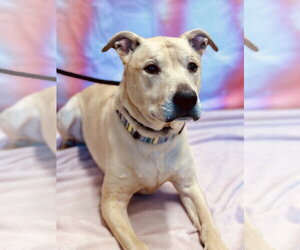 Labrador Retriever-Unknown Mix Dogs for adoption in Jackson , NJ, USA