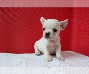 French Bulldog Puppy for sale in CORAL SPRINGS, FL, USA