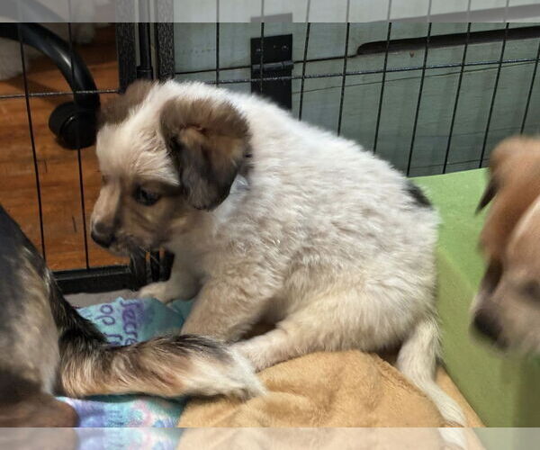 Medium Photo #1 Mutt Puppy For Sale in Minneapolis, MN, USA