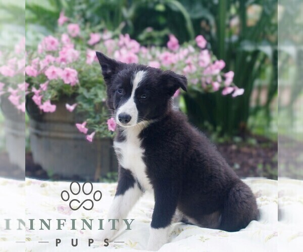 Medium Photo #3 Border Collie Puppy For Sale in GAP, PA, USA