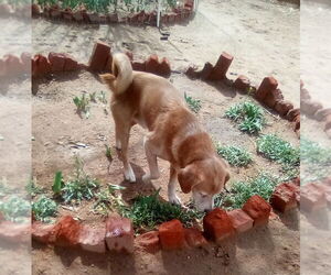 Sammy-his BFF is roomy - Male Beagle Dog for Adoption - Photo #6