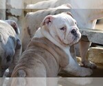 Small Photo #12 English Bulldog Puppy For Sale in STEPHENVILLE, TX, USA
