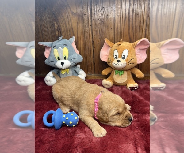 Medium Photo #8 Golden Retriever Puppy For Sale in NEOLA, WV, USA