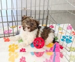 Tucker - Male Havashire Puppy for Sale - Photo #5
