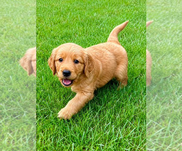 Medium Photo #2 Golden Retriever Puppy For Sale in FAIR HAVEN, MI, USA