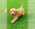 Small #1 Golden Retriever