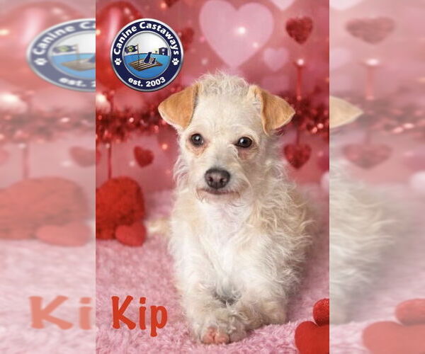 Medium Photo #3 Poodle (Miniature)-Unknown Mix Puppy For Sale in Arcadia, FL, USA