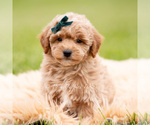 Puppy Munchkin Goldendoodle (Miniature)