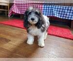 Small Photo #7 Poodle (Toy) Puppy For Sale in COLORADO SPRINGS, CO, USA