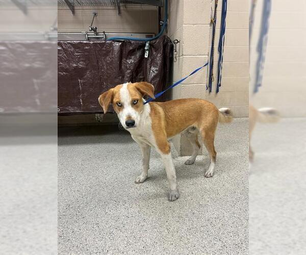 Medium Photo #1 Labrador Retriever-Unknown Mix Puppy For Sale in Conroe, TX, USA
