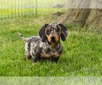 Small Dachshund