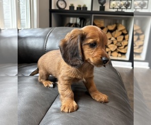 Dachshund Puppy for sale in FRANKLIN, IN, USA